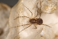 La Scytie ou l'Araigne cracheuse. Une femelle (Araneae - Scytodidae - Scytodes thoracica)